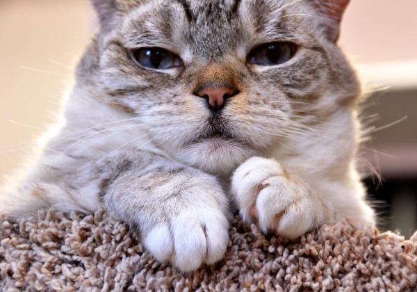 /Images/uploads/Friends of Seal Beach Animal Care Center/2025sbacc/entries/32002.jpg